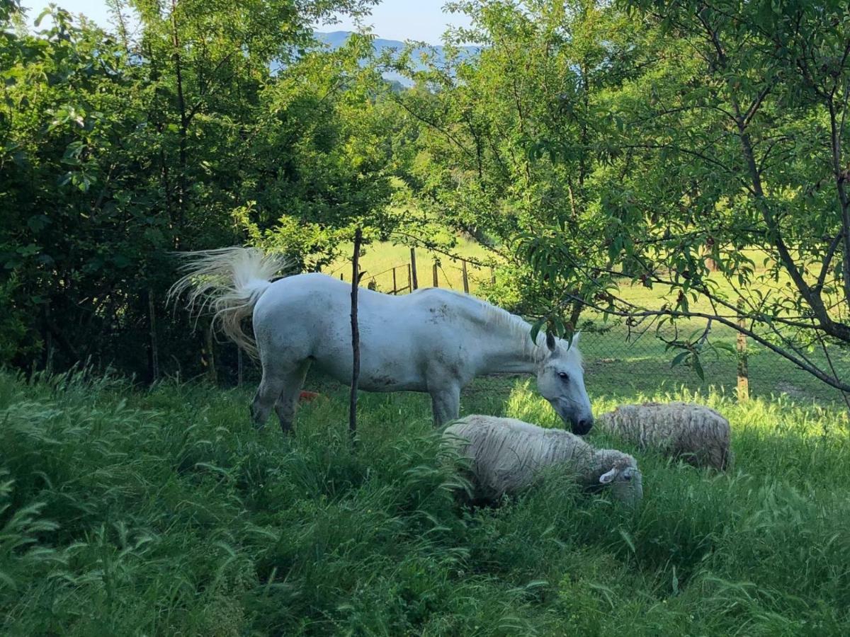 بورغو سان لورينزو Ala Di Maniero In Agriturismo Valdrago In Toscana, Nel Verde Mugello Sulle Colline Di Firenze المظهر الخارجي الصورة